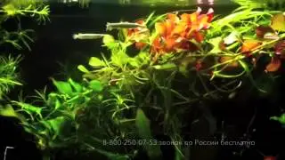 Dermogenys pusillus Дермогенис карликовый продажа оптом