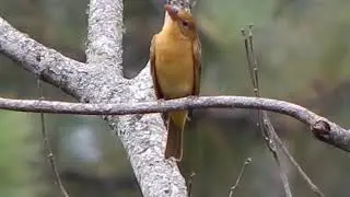 Summer Tanager female