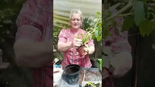 Life in the polytunnel