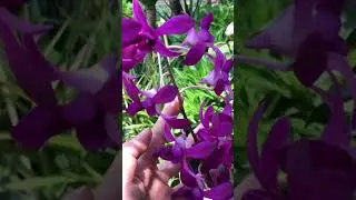 just a lemon! Orchids bloom all year round like crazy!#orchids #plants #plantsvszombies