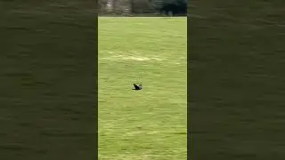 Jackdaw Pair Flying Low Above Ground | Whirlow Hall Farm Trust #avian #birds #nature