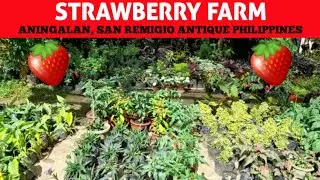 Strawberry Farm Tour At Aningalan 
