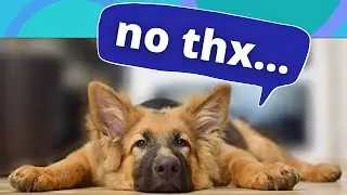 How To Encourage A Dog To Stay Standing During Grooming