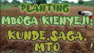 PLANTING DAY: KUNDE, SAGA