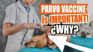 PARVO VACCINE for DOGS: 🐶💉What It Is and Why It Is Important