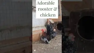 New Japanese bantams in chicken coop #chicken #rooster #chabo
