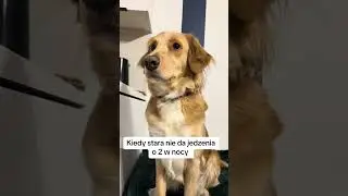 Głodny pies o 2 w nocy #dog #zwierzaki #goldenretriever #pies #funny #viral #memy #śmieszne #memes
