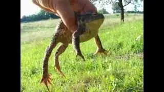 Ropucha szara, Bufo bufo