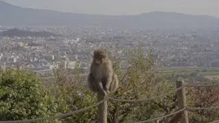 Wild Encounters  Japanese Macaque Mayhem! #JapaneseMacaque #AnimalBehavior #Nature#WildEncounters