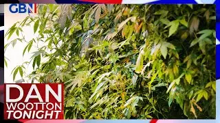 The Clash: Should cannabis become a Class A drug?