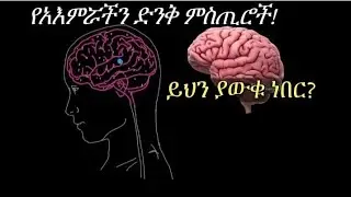ስለ ሰው ልጅ አእምሮ እስካሁን የማታውቋቸው 5 አስገራሚ እውነታዎች! | 5 Amazing Brain Facts