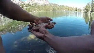 Brook Trout Blast at Skelton Lake (Near Mammoth Lakes,CA)