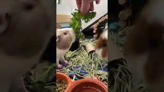 How to find if your guinea pig is happy #guineapig #guineapigcare