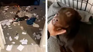 Cheeky Pups Eat Owner's Things // Naughty Dogs