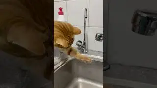 Our Ginger Cat Loves Water 💦😂 #cat #gingercats #orangecat #waterlover #shorts #fypシ゚viral #fyp