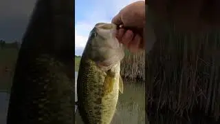 Clear Water Creek Hogsucker Search - Fishing #Shorts