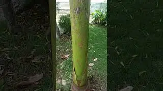 #Bottle #Palm #Tree #Shorts