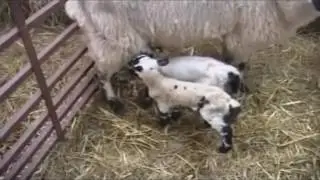 lambing season