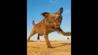 Dog Beach QuickClips Pt.13🌴 Some of Dogs we met this day at Ocean Beach's Dog Beach San Diego!