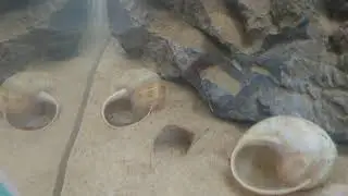 Mulifaciatus