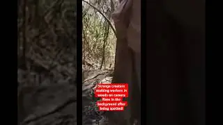 Strange Creature Stalking Workers in Woods on Camera Flees in the Background After Being Spotted!