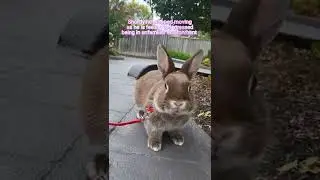 Taking My Rabbit Out for a Walk - So Cute #bunny #pets