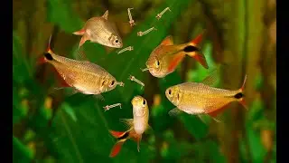 Fish Eating Mosquito Larva