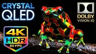 OLED TEST | Wild Paradise Best of Dolby Vision&trade; Demo 4K HDR 60fps