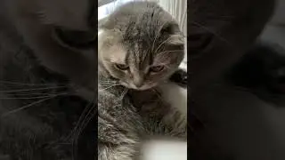 Какой у вас прекрасный мех))#cat #вислоухая #кошка #kitten #котики #shorts #shortsvideo  #short