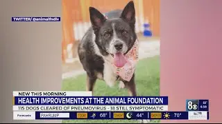 Health improvements at The Animal Foundation