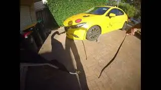 Red belly black snake hiding in a garage 