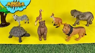 Guess the Animals in Color!! 