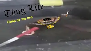Thug Life Crab Holding Knife and Fencing With Chef