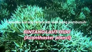 Misteri Bintang Laut Duri (Acanthaster planci)