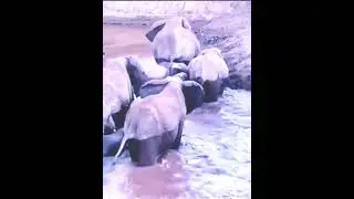 #shorts#elephant breeding centre
