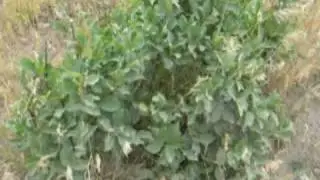 Finding caterpillars on isolated host plants