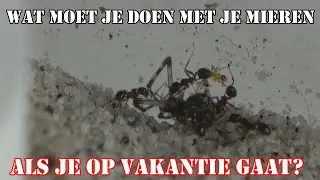 Wat moet je doen met je mieren als je op vakantie gaat? | #36
