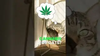 CBD for Cats 101 | Everything You Need