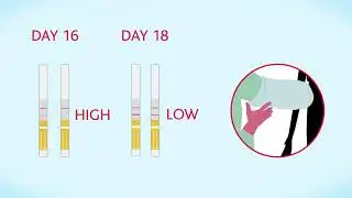 p4 gold   how to read the test Original