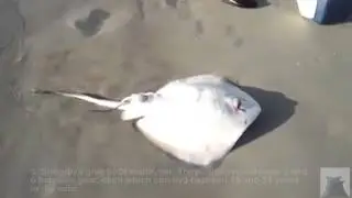 Sting Ray giving birth on a beach