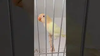 how to produce creamino opaline love birds | pale fellow opaline love birds African lovebird variety