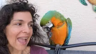 How To Handle A Nipping #Parrot - #Parrot_Bliss #Macaw