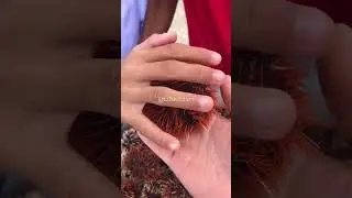 NEWLY HARVESTED SEA URCHINS 😍 #short #ilocosur #shortsvideo #seaurchins #seafood #seafoods #fresh