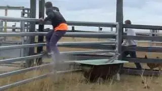 bull