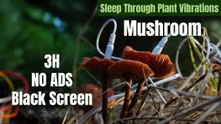 Bioelectric Mushroom Frequencies 🍄 Theta Waves for Nervous System Calm (No Ads)
