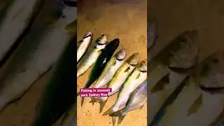 Fishing in Stanwell Park Sydney Nsw🎣🐟🐟🐟