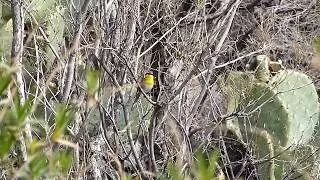Rufous-capped Warbler (Basileuterus rufifrons) in Florida Canyon, Arizona