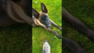 Trooper 15 weeks update. Malinois puppy. #malinois #workingk9 #searchandrescue