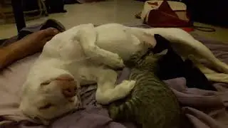 Cat suckling on dog! 5