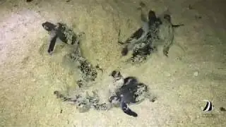 Baby turtles hatch on the Great Barrier Reef